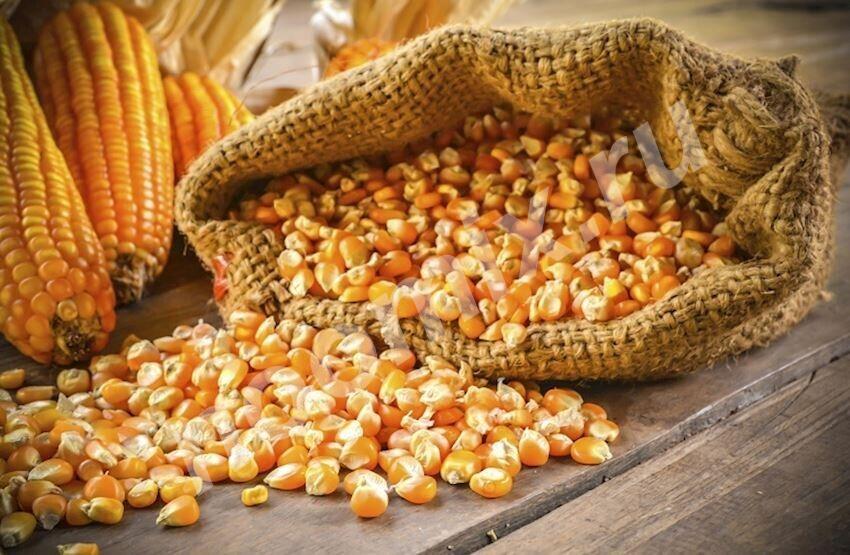 Зерно кукурузы 385 кг, Московская область