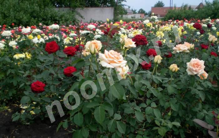 Продаю кусты розы Краснодарский край, Кущевская