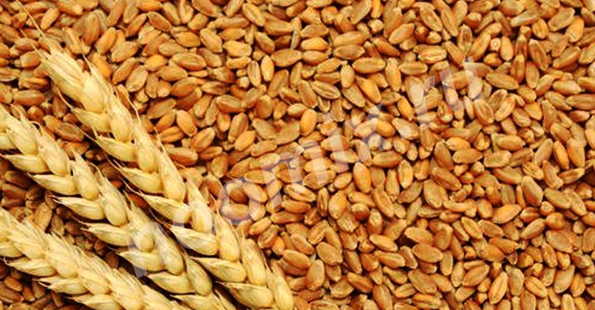 Закупаем пшеницу, ячмень пивоваренный, рапс , рис сырец, ..., Краснодарский край