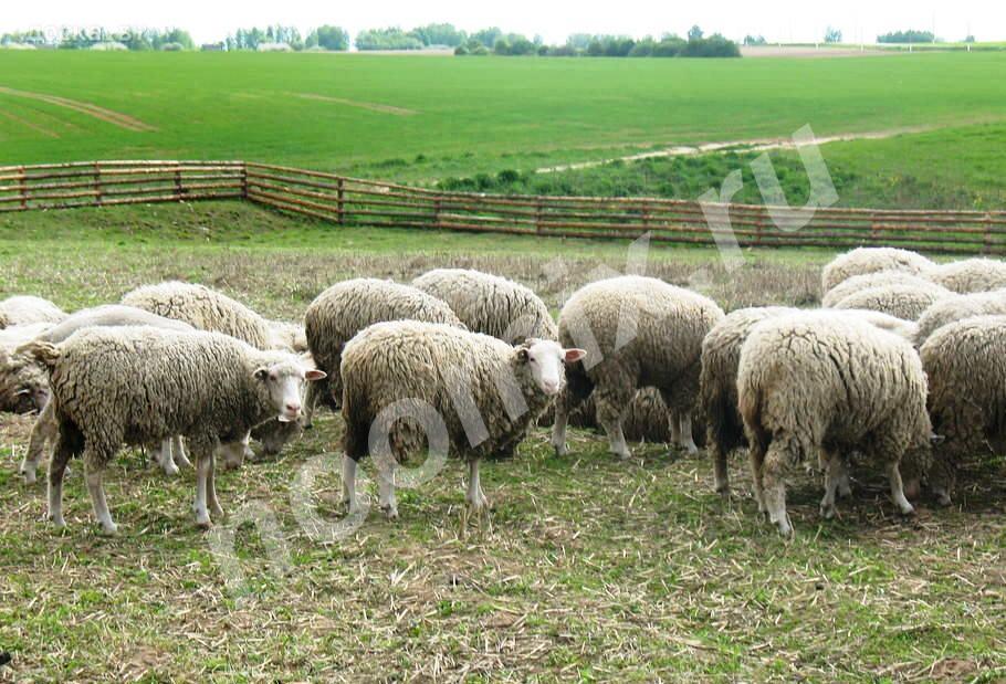 Овцы тексель ярки матки, Московская область