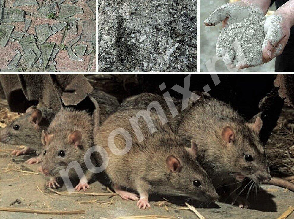 Уничтожение крыс, мышей и др. грызунов Ялта, Алушта, Крым