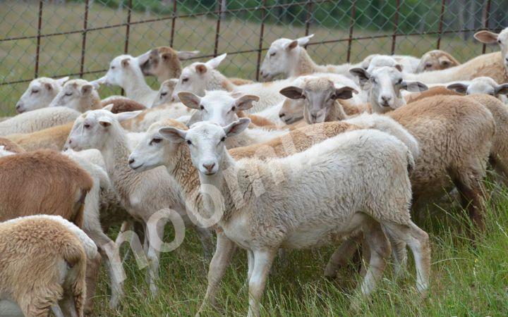 Племенные овцы породы Катумская Скот из Европы класса Элита ..., Липецкая область