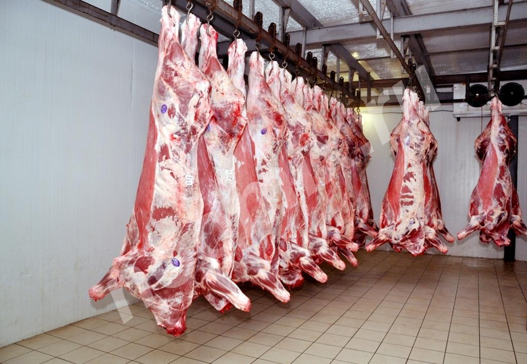 Мясо говядины и мясо куриное, оптовые поставки, Смоленская область