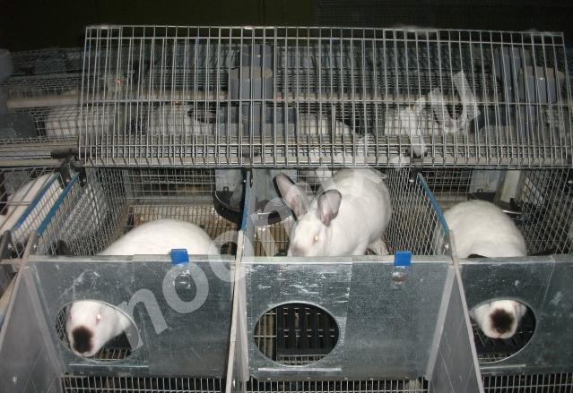 Кролики калифорнийские мясные скороспелые, Ивановская область