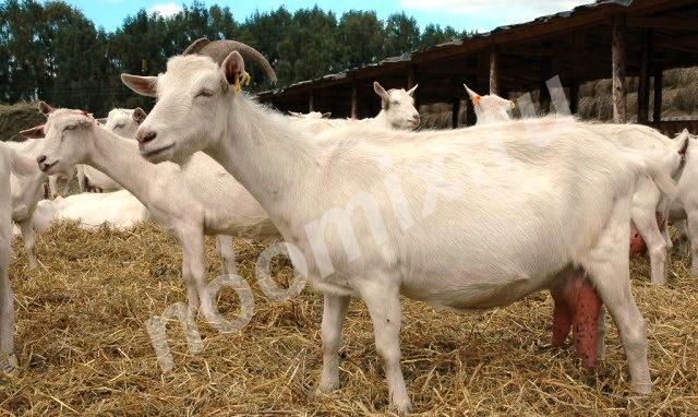 Срочно Продам молочных коз, Республика Тыва
