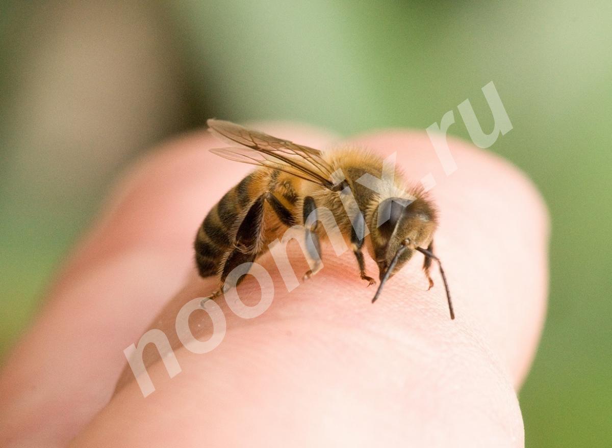 Лечение пчелами апитерапия, Алтайский край