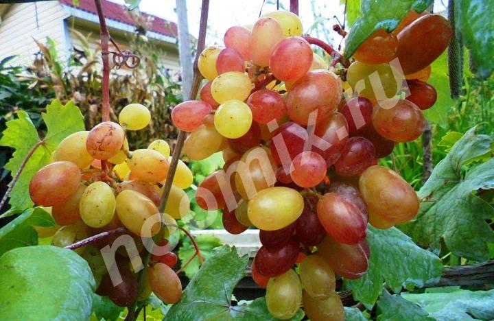 Саженцы винограда Столовые сорта Алёшенькин, Валёк, Ливия, ...