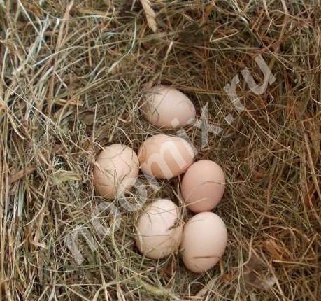 Инкубационное яйцо, Владимирская область
