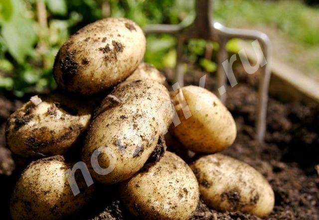 Картошка с собственного огорода, Пензенская область