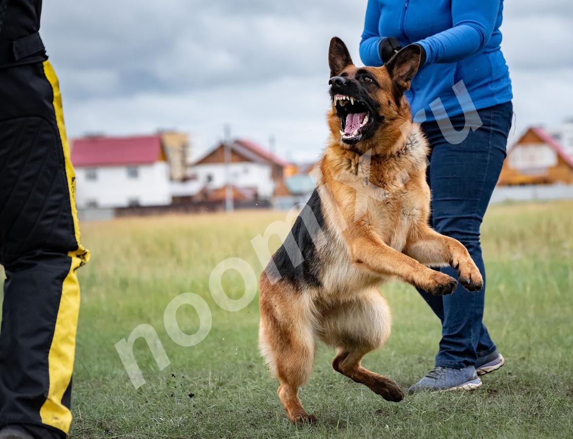 Общий курс дрессировки собак в Нижнекамске, Республика Татарстан