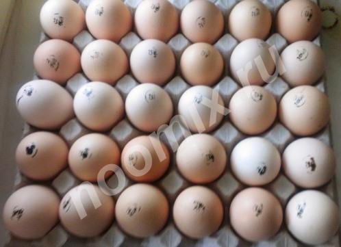 Европейское инкубационное яйцо цыплята, Московская область