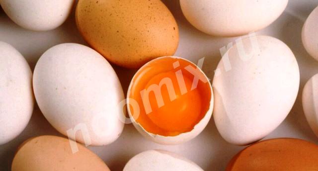 Продам деревенское яйцо, Пензенская область