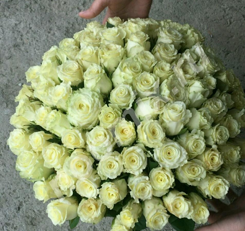 101 роза 50см, Вайт Найт доставка цветов, Ставропольский край