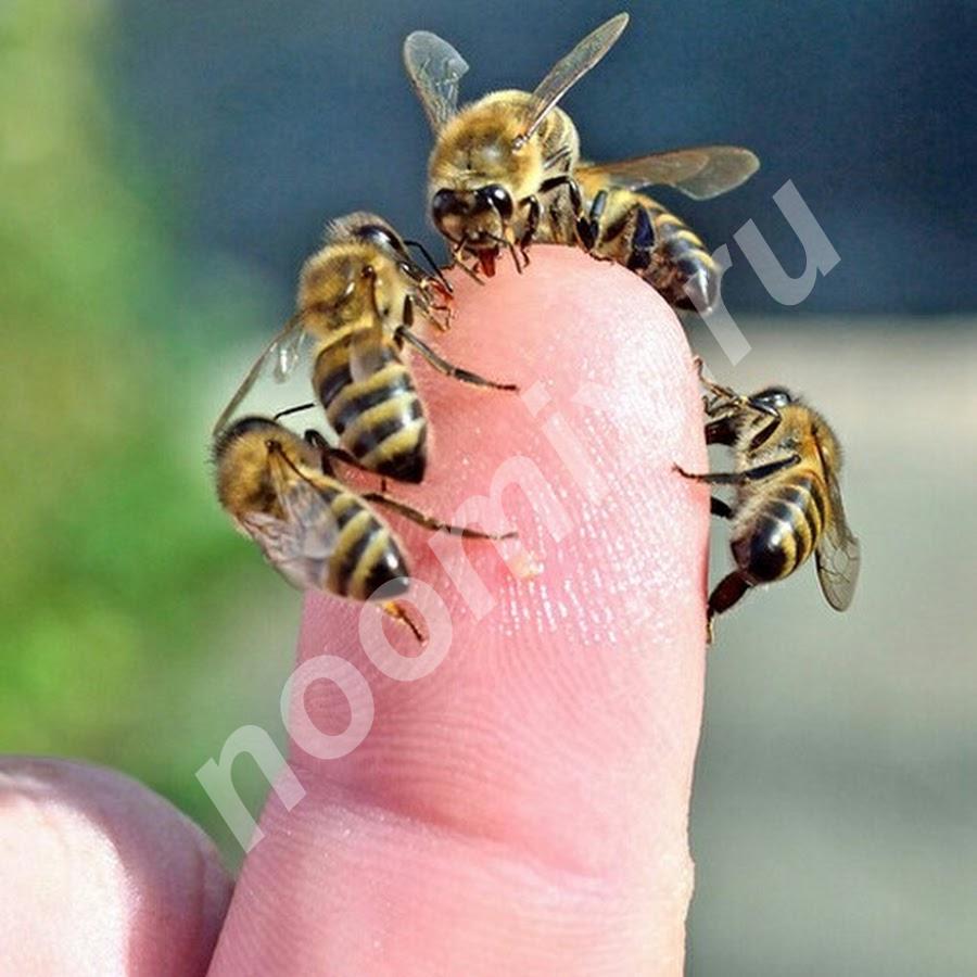 Лечение пчелами пчелинным ядом непосредственно ..., Алтайский край