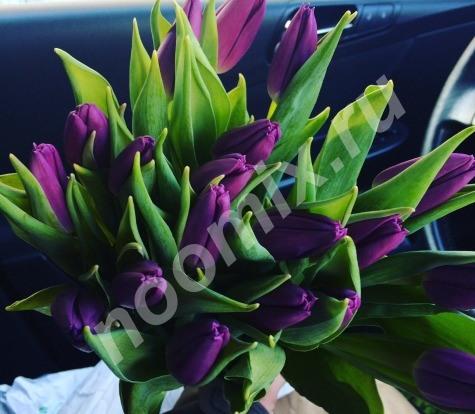 Продаем свежие тюльпаны, Республика Хакассия