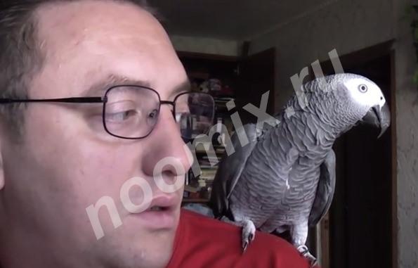 Птенцы Жако - из питомника попугая Григория