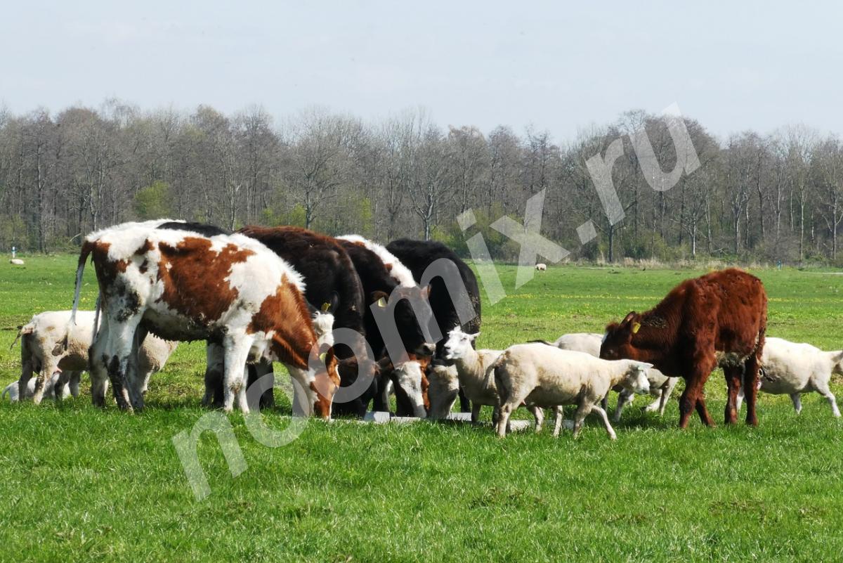 Коровы мясных пород живым весом на убой., Волгоградская область