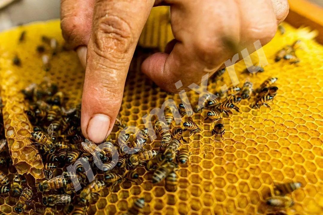 Региональный Апицентр - Лечение пчелами, пчелиным ядом,  МОСКВА