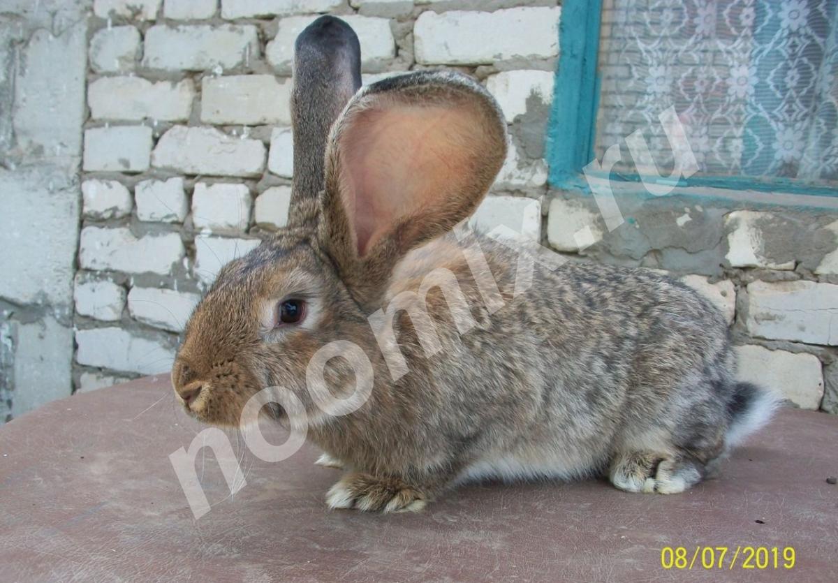 Продаю кролей - серый великан, фландр, Саратовская область