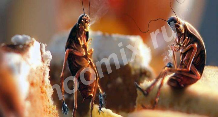 Уничтожение тараканов в Крыму, Симферополь, Севастополь, Крым