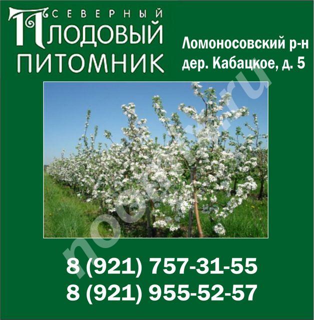 Северный Плодовый Питомник саженцы плодовых деревьев и ..., Ленинградская область