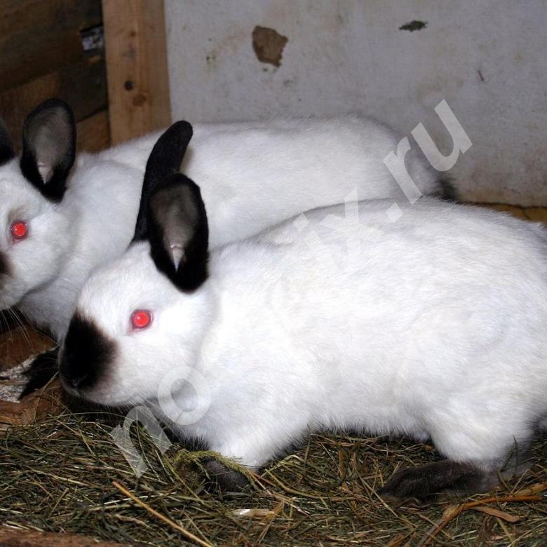 Калифорнийские кролики и кролики породы серебро, Московская область