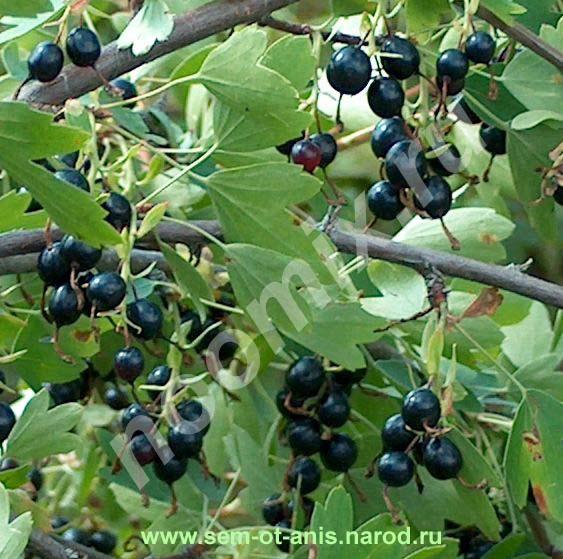 Смородина золотистая Ribes aureum, Томская область