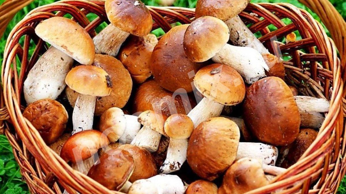 Состав белых грибов очень богат витаминами, минералами и ...