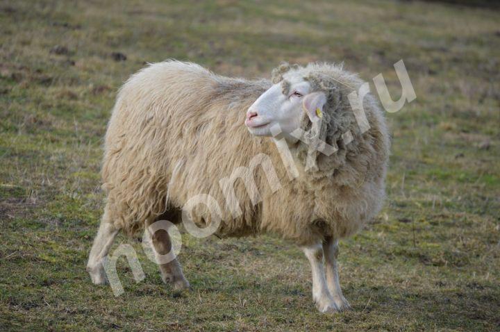 Молочность овец высокая, что обеспечивает высокие ..., Новгородская область