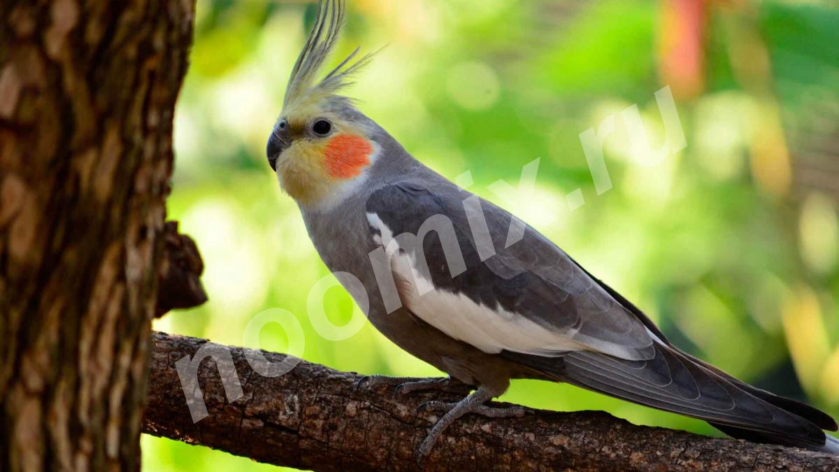 Попугай корелла - нимфа, птенцы от ручных родителей, для ..., Калининградская область