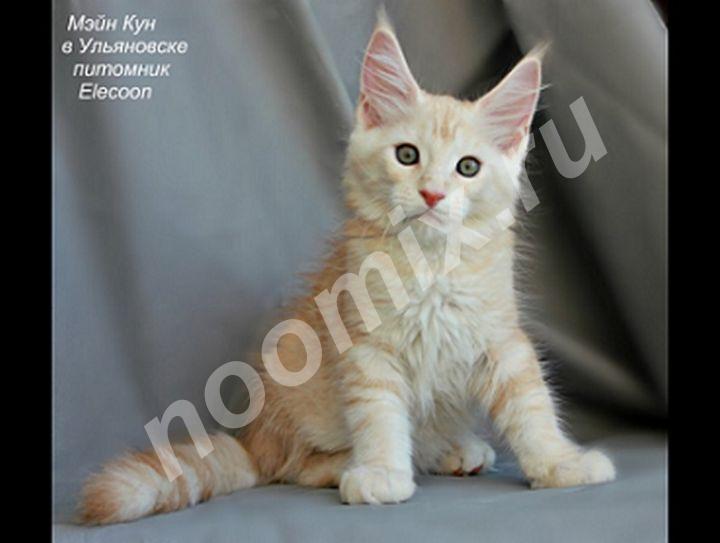 Котята мейн кун продажа из питомника, Республика Дагестан