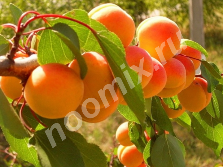 Саженцы плодовых деревьев и крупномеров по доступным ценам,  МОСКВА
