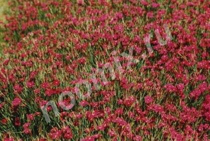 Гвоздика дельтовидная и другие садовые цветы, Вологодская область
