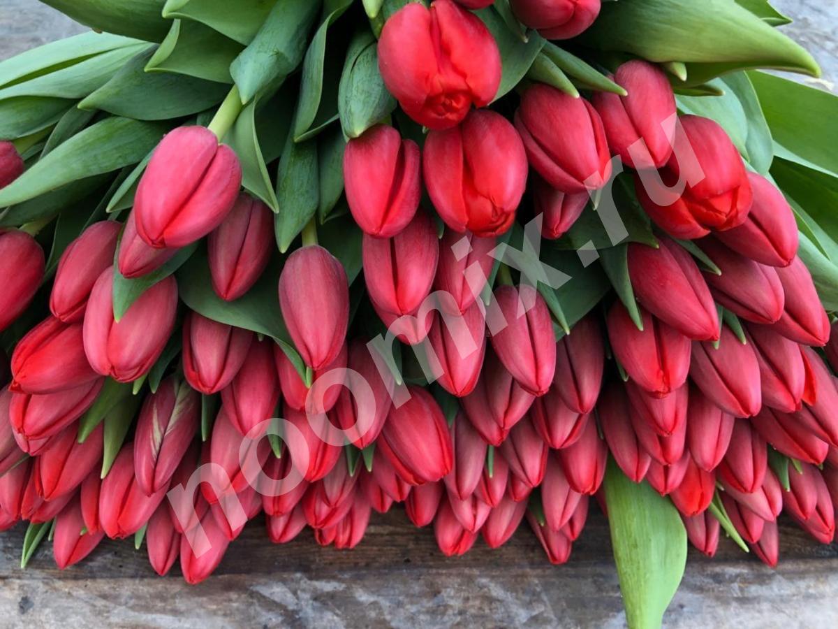 Тюльпаны оптом от 25 руб. к 8 Марта