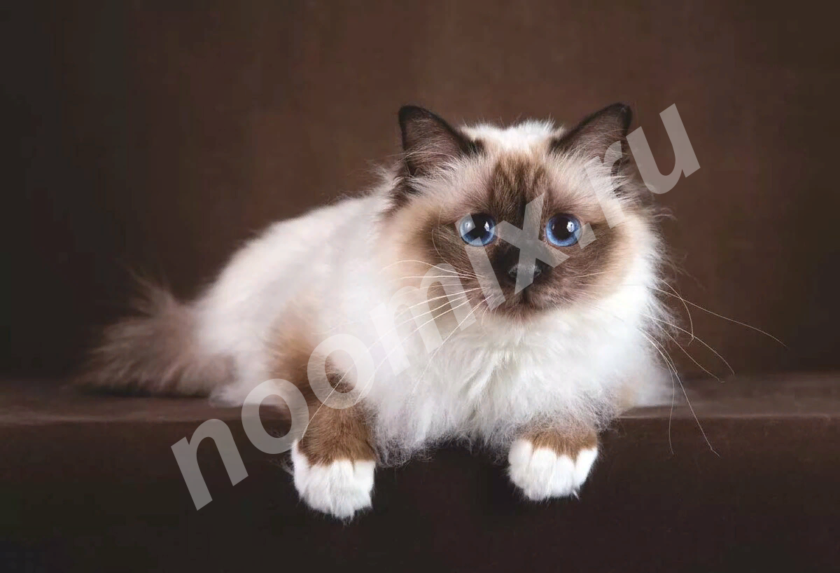 Священная бирма - подросшие котята