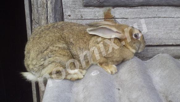 Кролики, Орловская область