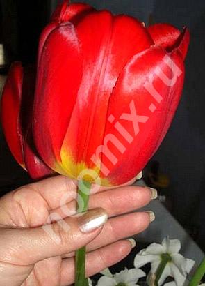 Крупные тюльпаны оптом с доставкой в Мирный, Удачный, ..., Владимирская область
