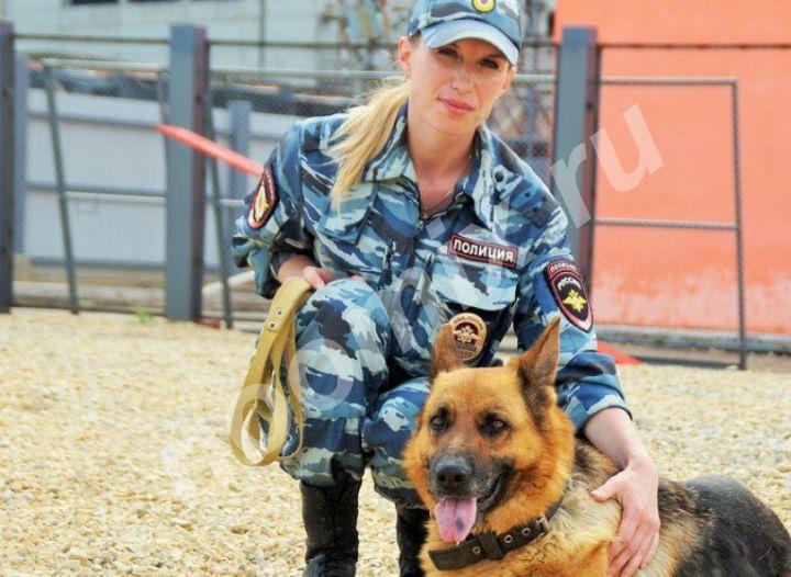 Частная служба дрессировки собак Akita Dog School г. Елабуга, Республика Татарстан