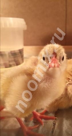 Цыплята, яйцо, Куры. Маран, миникуры, в-33, п-11, Московская область