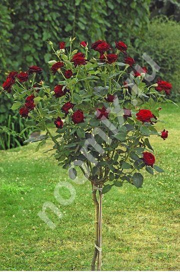 Саженец штамбовой розы Блэк Баккара, Московская область