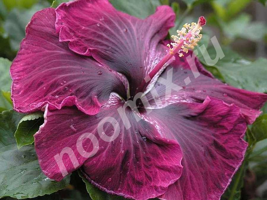 Гибискус китайский Hibiscus rosa-sinensis , еще именуемый ...