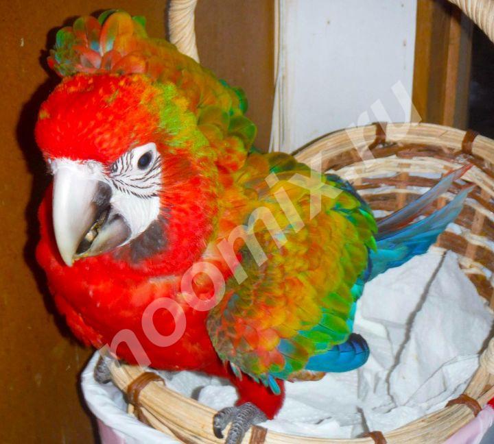 Гибрид попугаев ара Tropicana - ручные птенцы из питомника,  МОСКВА