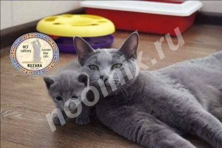 Продаются котята породы русская голубая, Волгоградская область