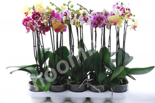 Орхидея Фаленопсис микс 2цв 50-12,  МОСКВА