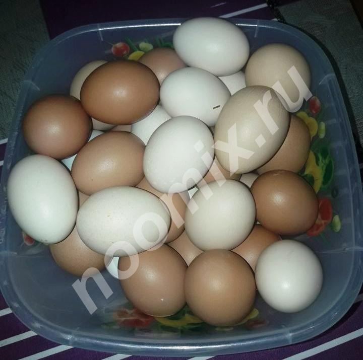 Продаю яйца домашних кур, Нижний Новгород