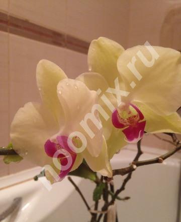 Орхидеи фаленопсис белые,  МОСКВА