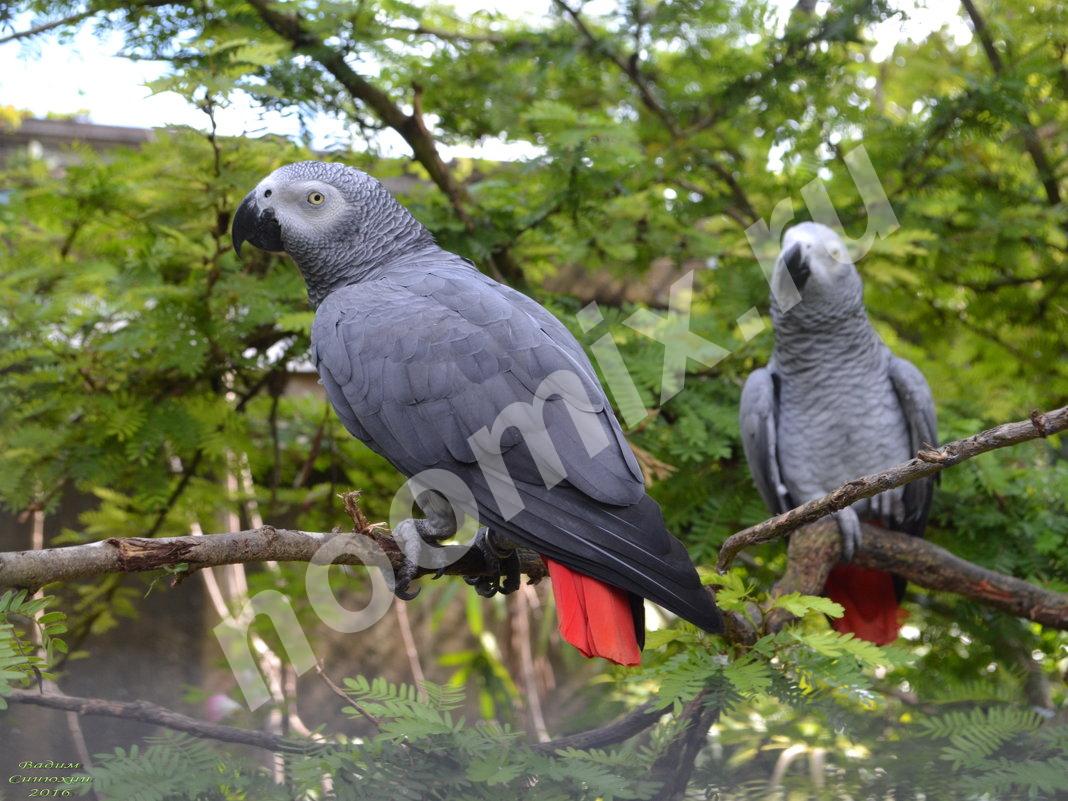 В зоопарке живут 5 видов попугаев. Краснохвостый жако. Попугай жако. Попугай жако краснохвостная. Серый попугай жако.