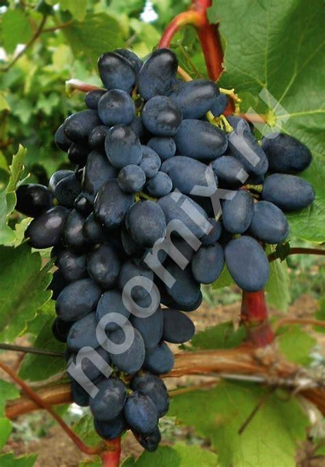 Продам саженцы винограда сорта Виктория