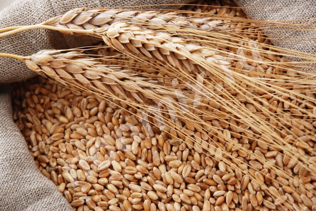 Пшеница, Овес, ячмень в мешках по 40 кг