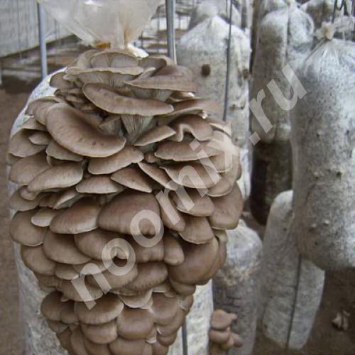 Мицелий вешенки, сезон сажать грибы